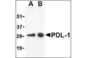 Western blot analysis of PDL-1 in Raji cell lysate with this product at (A) 0.