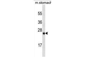 LYPD6B Antibody (Center)(Ascites) ABIN1882263 western blot analysis in mouse stomach tissue lysates (35 μg/lane). (LYPD6B antibody  (AA 79-108))