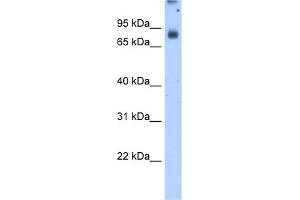WB Suggested Antibody Titration:  2. (POR antibody  (N-Term))