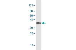 Western Blot detection against Immunogen (36. (GIPC3 antibody  (AA 213-311))