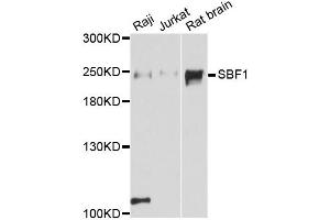 Western blot analysis of extracts of various cell lines, using SBF1 antibody (ABIN6293375) at 1:3000 dilution. (SBF1 antibody)