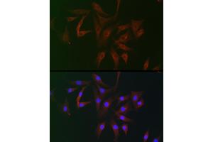 Immunofluorescence analysis of NIH/3T3 cells using FB2 Rabbit pAb (ABIN7267111) at dilution of 1:100 (40x lens). (FAM160B2 antibody)