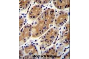 CCD Antibody (N-term) (ABIN655930 and ABIN2845323) immunohistochemistry analysis in formalin fixed and paraffin embedded human stomach tissue followed by peroxidase conjugation of the secondary antibody and DAB staining. (CCDC153 antibody  (N-Term))