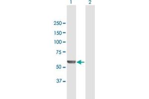 Western Blot analysis of MSTO1 expression in transfected 293T cell line by MSTO1 MaxPab polyclonal antibody. (MSTO1 antibody  (AA 1-570))