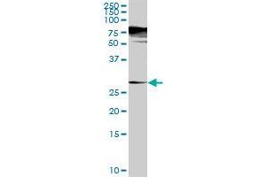 SGTA MaxPab rabbit polyclonal antibody. (SGTA antibody  (AA 1-313))