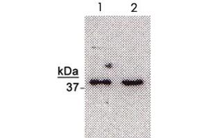 Western blot analysis of NTHL1 in HeLa (Lane2) and K-562 (Lane1) cell extracts with NTHL1 polyclonal antibody .