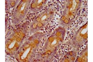 IHC image of ABIN7170211 diluted at 1:400 and staining in paraffin-embedded human small intestine tissue performed on a Leica BondTM system. (SLC26A6 antibody  (AA 554-668))