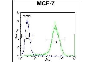 RT33 Antibody (C-term) (ABIN651324 and ABIN2840188) flow cytometric analysis of MCF-7 cells (right histogram) compared to a negative control cell (left histogram). (MRPS33 antibody  (C-Term))
