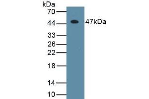 Detection of Recombinant IFNb, Canine using Monoclonal Antibody to Interferon Beta (IFNb) (IFNB1 antibody  (AA 21-186))