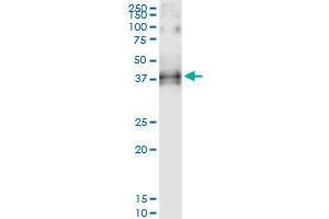 Immunoprecipitation of OGN transfected lysate using anti-OGN MaxPab rabbit polyclonal antibody and Protein A Magnetic Bead , and immunoblotted with OGN purified MaxPab mouse polyclonal antibody (B01P) . (OGN antibody  (AA 1-298))