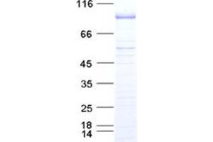 Validation with Western Blot (p300 Protein (DYKDDDDK Tag))