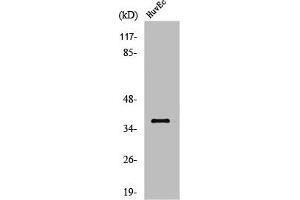 Western Blot analysis of HuvEc cells using Aldose Reductase Polyclonal Antibody (AKR1B1 antibody  (C-Term))