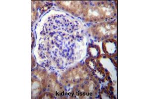 FUT6 Antibody (N-term) (ABIN656868 and ABIN2846072) immunohistochemistry analysis in formalin fixed and paraffin embedded human kidney tissue followed by peroxidase conjugation of the secondary antibody and DAB staining. (FUT6 antibody  (N-Term))