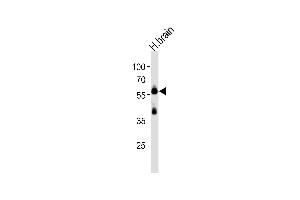 Western blot analysis of lysate from human brain tissue lysate, using CSIN1 Antibody  (ABIN392665 and ABIN2842163). (PACSIN1 antibody  (AA 8-38))