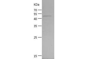 Western Blotting (WB) image for GTPase Kras (KRAS) (AA 1-189) protein (GST tag) (ABIN7281786) (K-RAS Protein (AA 1-189) (GST tag))