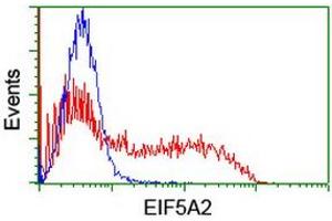 Image no. 1 for anti-Eukaryotic Translation Initiation Factor 5A2 (EIF5A2) antibody (ABIN1497997) (EIF5A2 antibody)