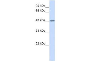 WB Suggested Anti-GHRHR Antibody Titration:  0. (GHRHR antibody  (N-Term))