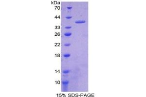 SDS-PAGE analysis of Rat Nesfatin 1 Protein. (NUCB2 Protein)
