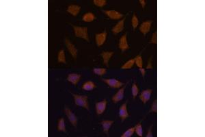 Immunofluorescence analysis of L929 cells using FBXW8 antibody (ABIN7267083) at dilution of 1:100. (FBXW8 antibody)