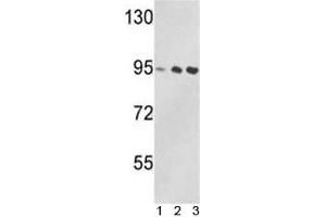 Western blot analysis of VCP antibody and 1) Jurkat, 2) 293, and 3) MDA-MB231 lysate.