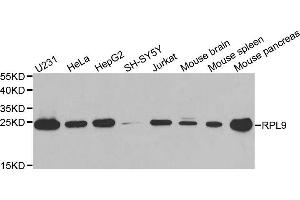 Western blot analysis of extracts of various cell lines, using RPL9 antibody. (RPL9 antibody  (AA 1-192))