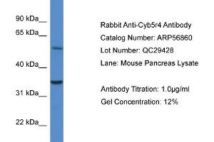 Western Blotting (WB) image for anti-Cytochrome B5 Reductase 4 (CYB5R4) (N-Term) antibody (ABIN785848) (CYB5R4 antibody  (N-Term))