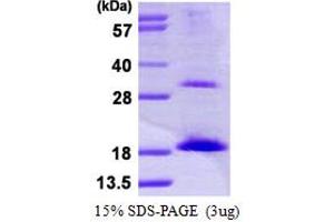 SDS-PAGE (SDS) image for Ubiquitin-Conjugating Enzyme E2D 3 (UBE2D3) (AA 1-149) protein (His tag) (ABIN667596) (UBE2D3 Protein (AA 1-149) (His tag))