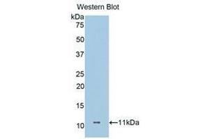 Western Blotting (WB) image for anti-Dermcidin (DCD) (AA 18-110) antibody (ABIN1175849) (Dermcidin antibody  (AA 18-110))
