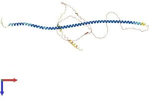 AlphaFold protein structure predicition of Human Recombinant GOLM1 Protein, UniprotID Q8NBJ4 (GOLM1 Protein (AA 1-401) (His tag))