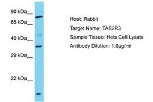 Image no. 1 for anti-Taste Receptor, Type 2, Member 3 (TAS2R3) (AA 212-261) antibody (ABIN6750603) (TAS2R3 antibody  (AA 212-261))