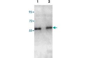 Western blot analysis of A-549 (Lane 1) and MCF-7 (Lane 2) cell lysate with ADRA1D polyclonal antibody  at 1:1000 dilution. (ADRA1D antibody)