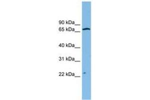 Image no. 1 for anti-Zinc Finger Protein 135 (ZNF135) (AA 71-120) antibody (ABIN6744506) (ZNF135 antibody  (AA 71-120))