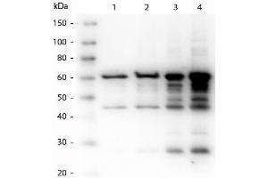Western Blot of Rabbit anti-p35 antibody. (P35 antibody)