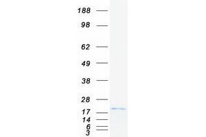 Validation with Western Blot