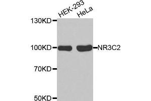 Western blot analysis of extracts of various cell lines, using NR3C2 antibody.