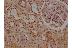 IHC image of ABIN7146257 diluted at 1:1000 and staining in paraffin-embedded human kidney tissue performed on a Leica BondTM system. (CALB1 antibody  (AA 2-261))