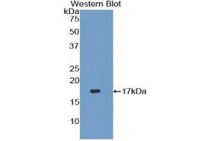Western Blotting (WB) image for anti-Transforming Growth Factor, beta 3 (TGFB3) (AA 274-372) antibody (ABIN1078607) (TGFB3 antibody  (AA 274-372))