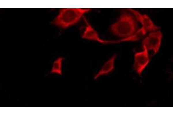 OR10G4 antibody  (C-Term)