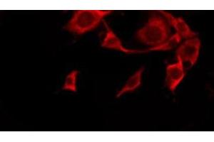 ABIN6276241 staining HeLa by IF/ICC. (OR10G4 antibody  (C-Term))