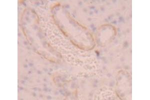 IHC-P analysis of Rat Tissue, with DAB staining. (SLC3A2 antibody  (AA 282-523))