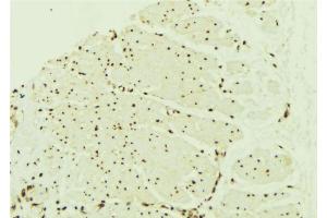 ABIN6268848 at 1/100 staining Mouse muscle tissue by IHC-P. (PPARA antibody  (N-Term))