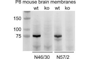 Immunoblot versus membranes from postnatal day 8 wild-type (wt) and ADAM22-knockout (ko) mice and probed with N46/30 (left) and N57/2 (right).