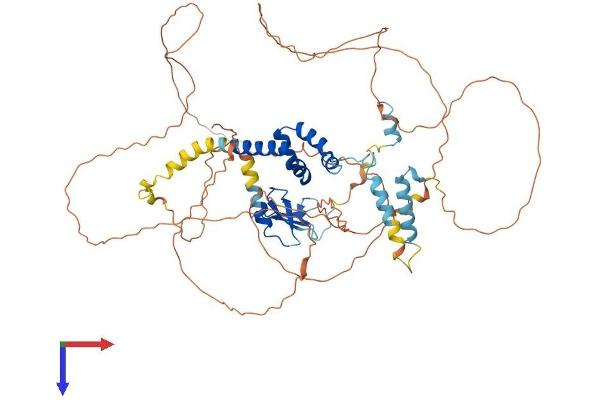 FBXO43 Protein (AA 1-640) (His tag)