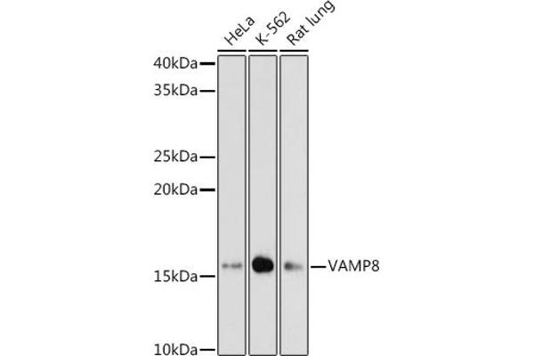 VAMP8 antibody