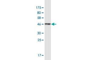 ARFGEF1 antibody  (AA 311-411)