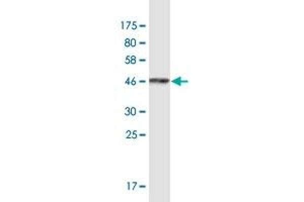 ARFGEF1 antibody  (AA 311-411)