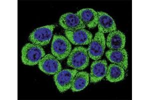Immunofluorescence (IF) image for anti-Nucleolin (NCL) antibody (ABIN3032072)
