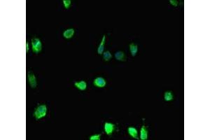 Immunofluorescent analysis of Hela cells using ABIN7155399 at dilution of 1: 100 and Alexa Fluor 488-congugated AffiniPure Goat Anti-Rabbit IgG(H+L) (HIST1H2BD antibody  (AA 2-57))