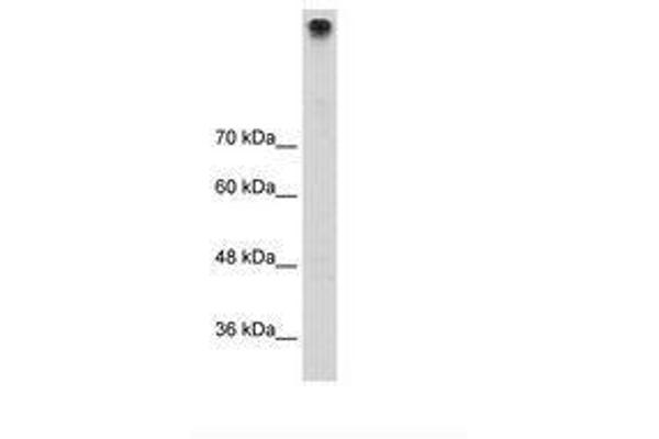 TRPM3 antibody  (AA 666-715)