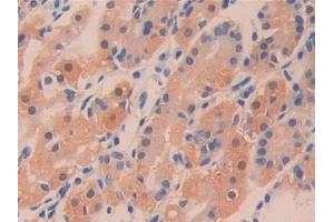 Detection of DDT in Human Stomach Tissue using Polyclonal Antibody to D-Dopachrome Tautomerase (DDT) (DDT antibody  (AA 2-118))
